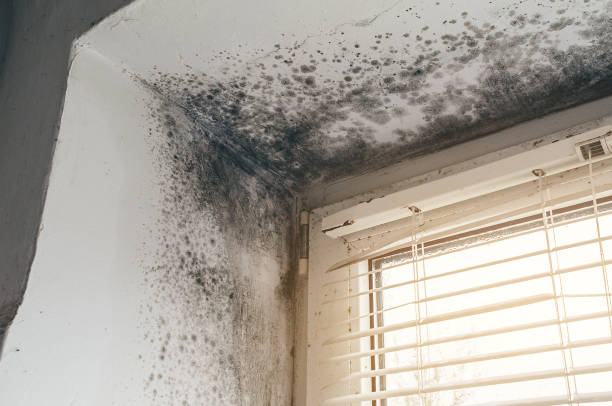 Affordable Commercial Mold Remediation solutions in Rocky Ridge, MD